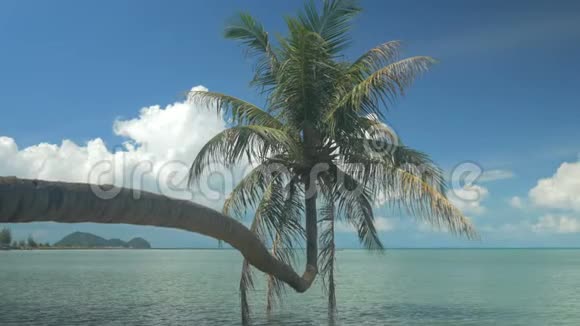 单棕榈树悬挂在泻湖上未分级的平面视频CinikeD视频的预览图