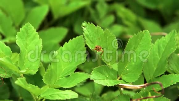 巨虫黄粪蝇绿叶虫视频的预览图
