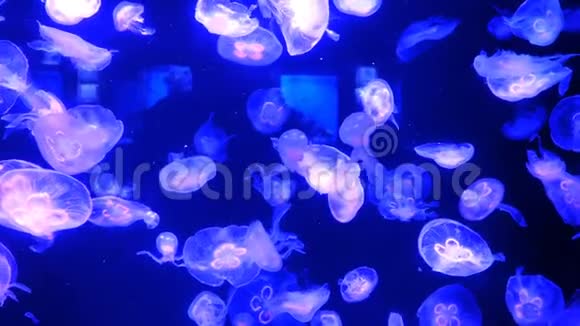 大型水族馆不均匀的多色照明其中游泳不同的异国情调水母水下视频的预览图
