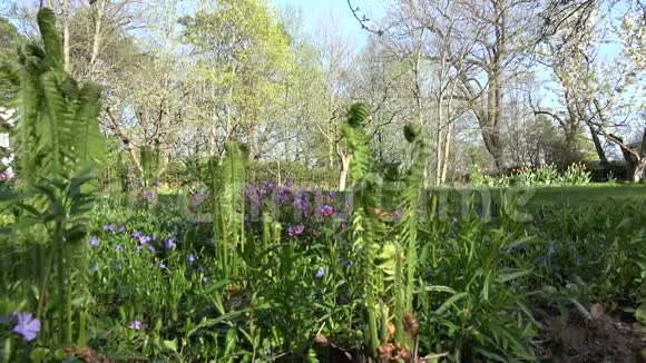 蕨类植物螺旋芽在春天的花园里展开叶子4K视频的预览图