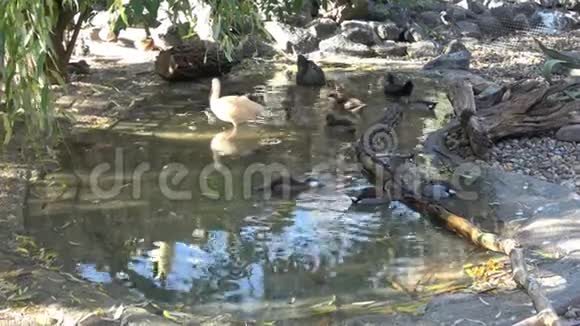 美丽的伊比斯和水中的鸭子水禽视频的预览图