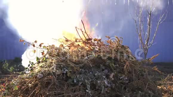 在温暖的秋日在花园里燃烧干草树枝和垃圾火火焰烟视频的预览图