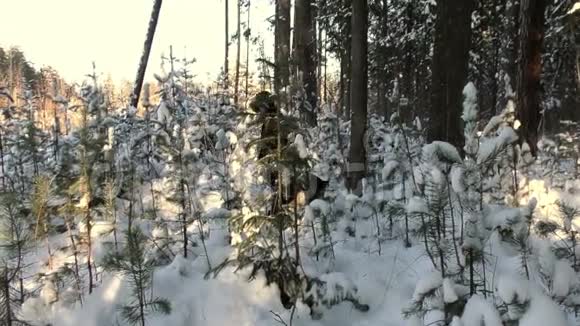 男孩在冬天的森林里踢树视频的预览图
