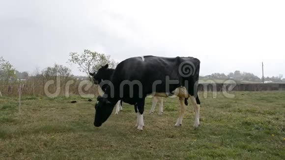 黑色与白牛吃草视频的预览图