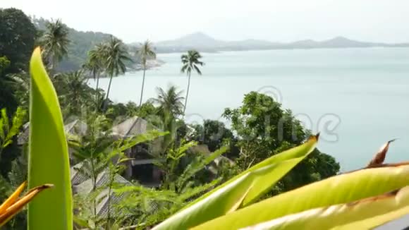 海滨的平房和棕榈树位于热带度假胜地平静海面上的别墅和绿棕榈屋顶视频的预览图