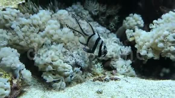 珊瑚礁海葵斑盖红鱼视频的预览图