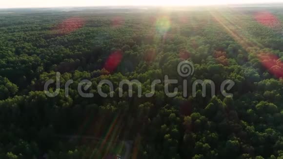 在黎明的阳光下飞过美丽的晨林视频的预览图