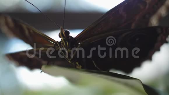 特写一只美丽的蝴蝶有一个温暖的软焦点框架户外的黑蝴蝶视频的预览图