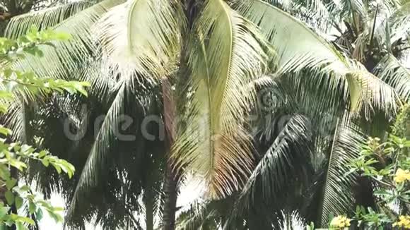 一棵大棕榈树的枝条在风中摇曳视频的预览图