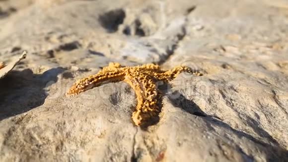 在阳光下躺在石头上的死海星海洋动物环境问题视频的预览图