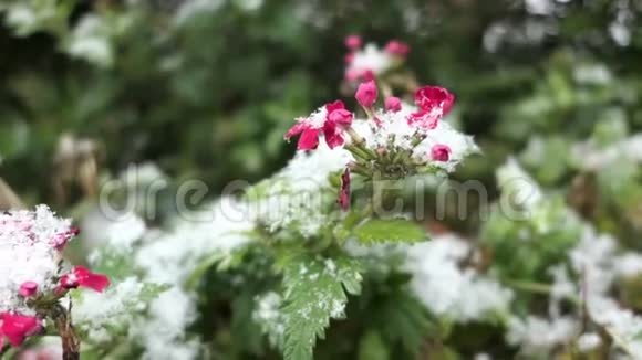 天竺葵在冬天随着雪开放视频的预览图
