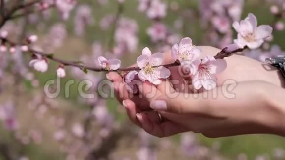 女孩手掌中樱花花瓣视频的预览图
