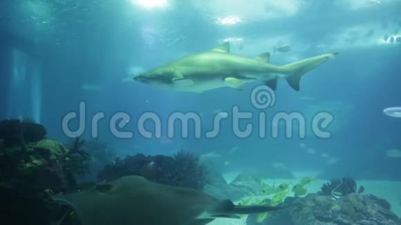 里斯本水族馆鲨鱼视频的预览图
