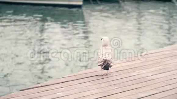 海鸥站在码头上水面泛起模糊的涟漪视频的预览图