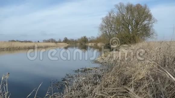 德国哈维尔兰的老哈维尔河部分柳树和干芦苇视频的预览图