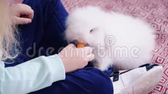 金发小女孩正在给白兔喂胡萝卜视频的预览图