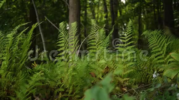 森林中一片绿色的生机勃勃的蕨类植物视频的预览图