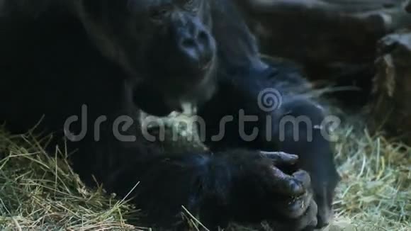 吃大猩猩视频的预览图