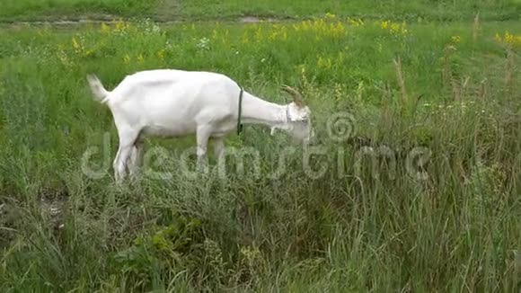 阳光明媚的一天年轻的白山羊在绿色的草地上觅食视频的预览图
