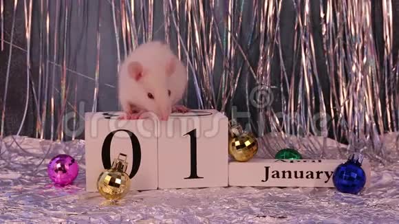 白鼠坐在木制日历上上面有圣诞装饰象征着2020年新年视频的预览图