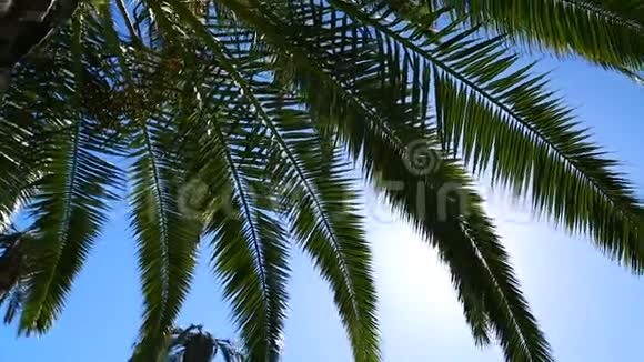 棕榈树的叶子在太阳和蓝天的映衬下在海边度假视频的预览图