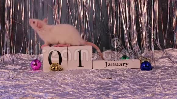 白鼠坐在木制日历上上面有圣诞装饰象征着2020年新年视频的预览图