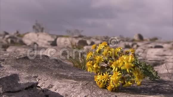 岩石表面的黄色花朵视频的预览图