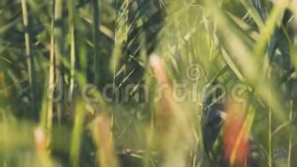 芦苇的特写库存绿色芦苇在风中沙沙作响的美丽背景夏日绿油油的近景视频的预览图