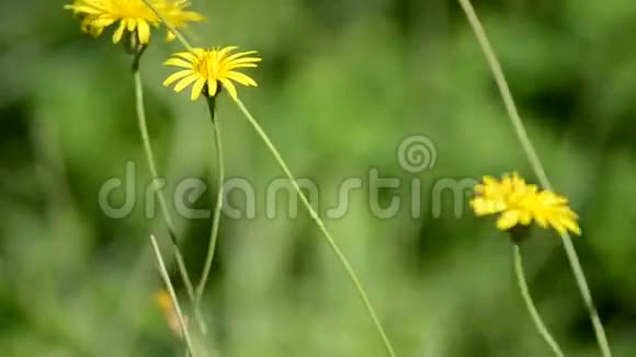 水落在黄色的野花上视频的预览图