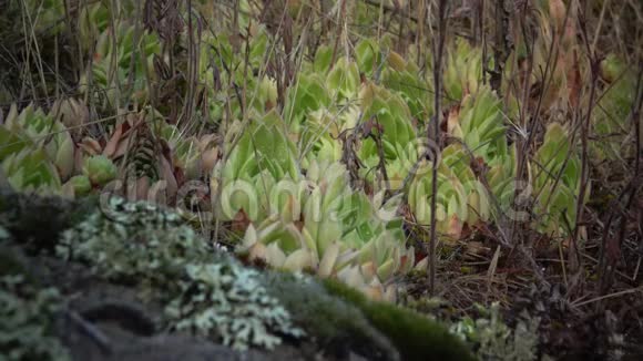 科植物永活苔藓中生长的多汁植物视频的预览图