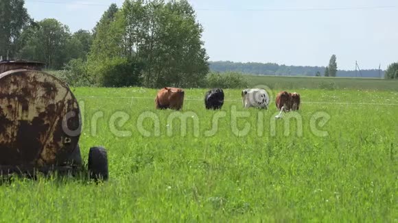牛在夏天用轮子上的水箱在牧场吃草4公里视频的预览图
