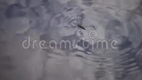 一般称为常见的池塘滑冰者或常见的水上漫步者视频的预览图