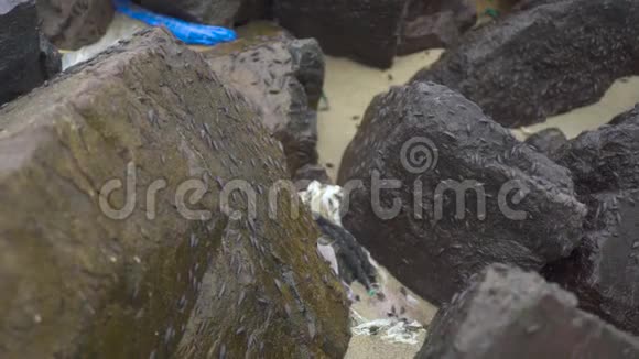 海岸上潮湿岩石上的海木虱靠近甲壳类和马牛类的海昆虫异足类海洋植物视频的预览图