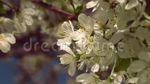 蜜蜂飞行的特写镜头收集樱桃树的花粉视频的预览图