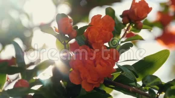 美丽的红花在阳光下的树上美丽的花朵剪影视频的预览图