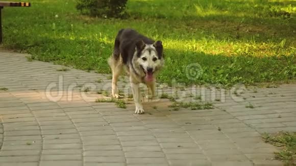 狗走过夏天的公园热得吐舌头慢动作视频的预览图