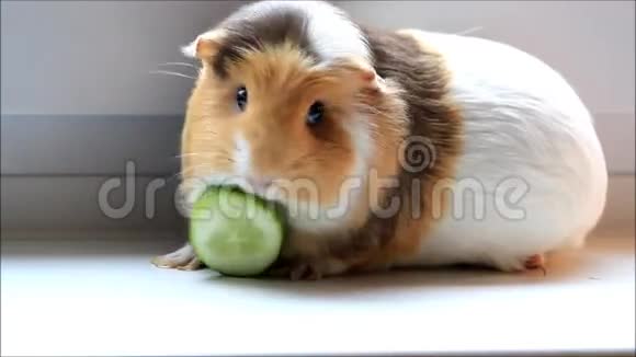 宠物豚鼠视频的预览图