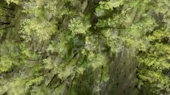 飞过树林视频的预览图