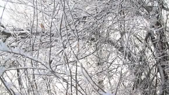 满是霜的树视频的预览图