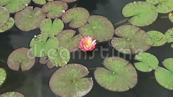 粉红色的睡莲在池塘里夏天视频的预览图