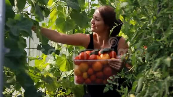女农民正在温室里收割蔬菜蕃茄视频的预览图