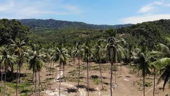 空中无人机景观岛屿景观椰子棕榈种植园泰国自然田园天堂场景山区视频的预览图