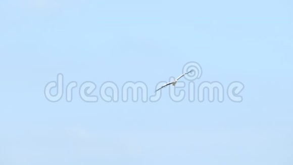 亚洲开膛鸟在蓝天上飞翔视频的预览图