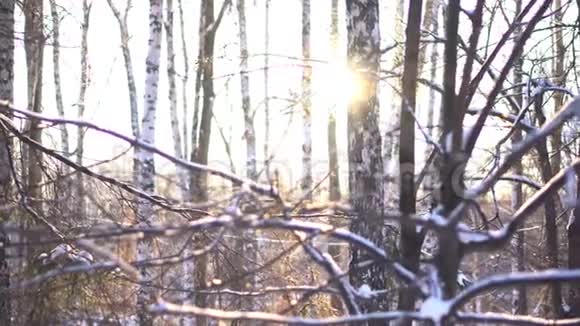 冬天夕阳下的雪林圣诞节的背景冬季森林景观和阳光从树干中出来视频的预览图