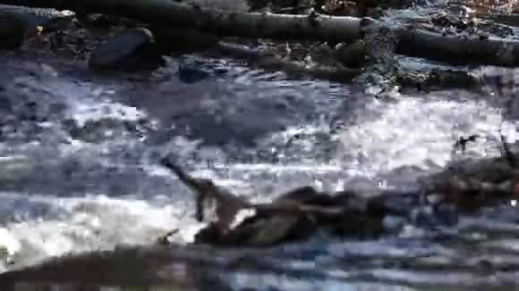 春林中溪视频的预览图