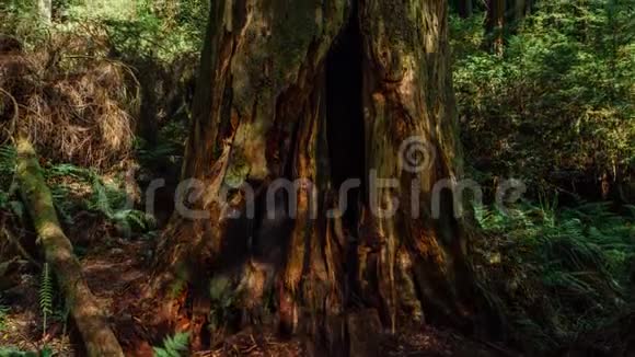加利福尼亚红杉树中的一棵黄杨树视频的预览图