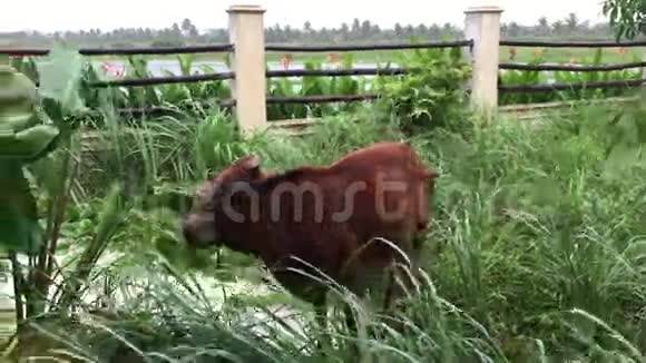 绿色花园里的一头牛视频的预览图