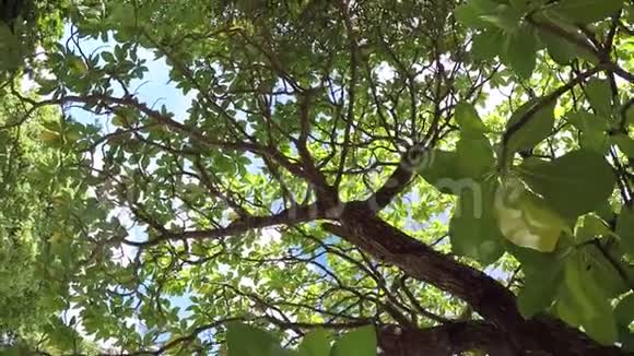 野松鼠在一棵大树枝上从树枝跳到树枝上视频的预览图