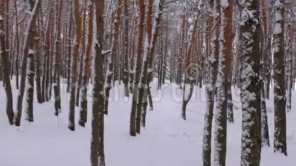 在冬天的松林里飞过树丛松间野冬林中的雪道视频的预览图