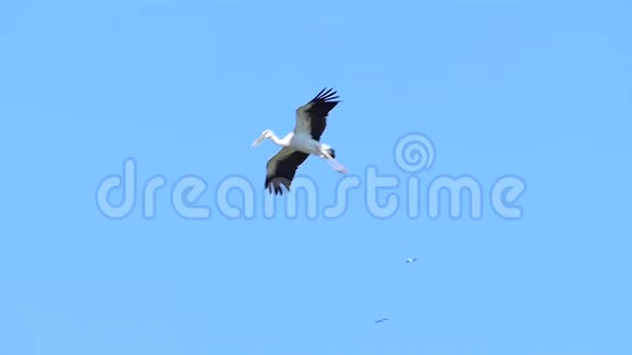亚洲开膛鸟在蓝天上飞翔视频的预览图